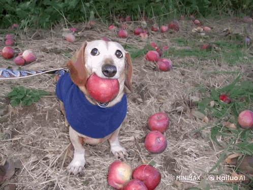 Dog With Apple In Field GIF