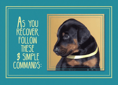 Dog With As You Recover Follow These 3 Simple Commands GIF