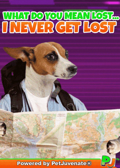 Dog With Backpack Holding Map Saying What Do You Mean Lost I Never Get Lost GIF