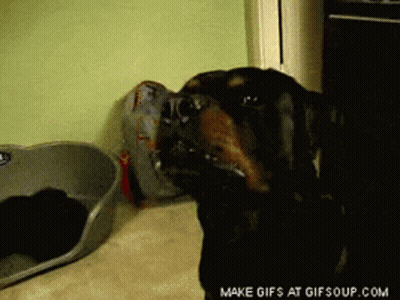 Dog With Bag In Mouth GIF
