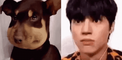 Dog With Beehive On Face Next To Man With Headphones GIF