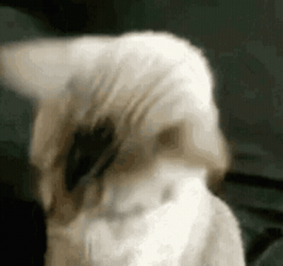 Dog With Black Spot On Face GIF