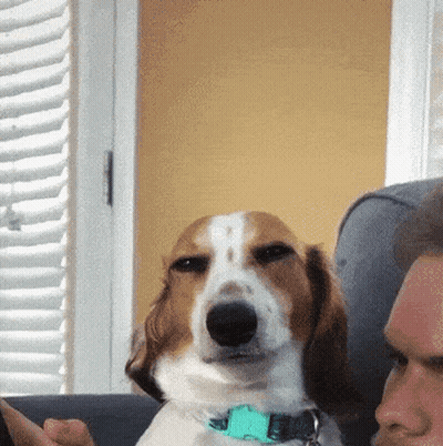 Dog With Blue Collar Looking At Man GIF
