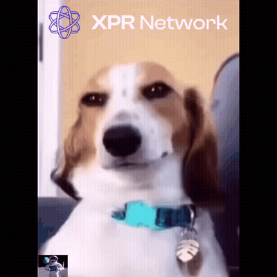 Dog With Blue Collar Sitting By XPR Network Sign GIF