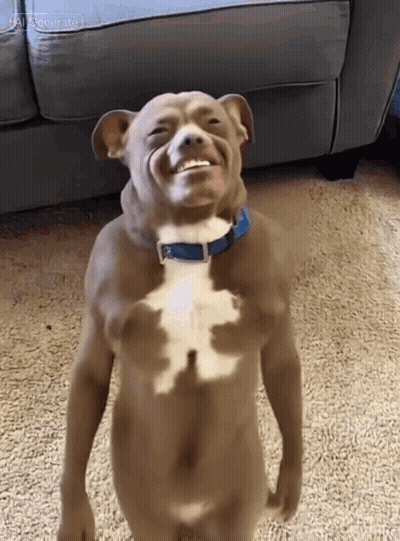 Dog With Blue Collar Smiling GIF