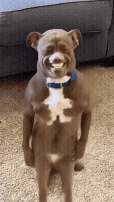 Dog With Blue Collar Standing Laughing GIF