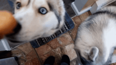 Dog With Blue Eyes Looking Up GIF