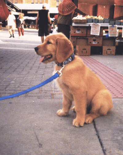 Dog With Blue Leash Sitting By Fruit Stand GIF