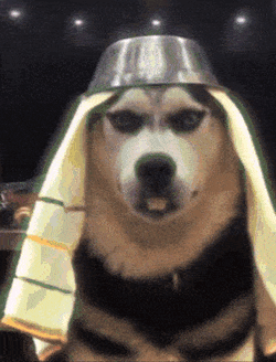 Dog With Bowl On Head GIF
