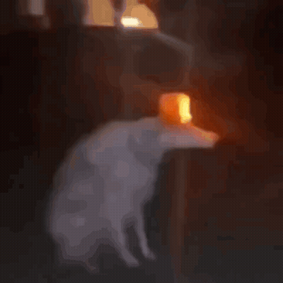 Dog With Bucket On Head In Dark Room GIF