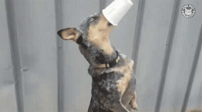 Dog With Bucket On Head The Pets Club GIF