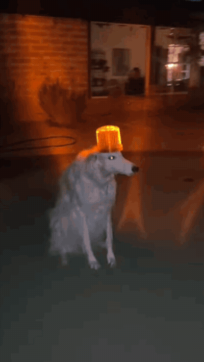 Dog With Bucket On Head GIF
