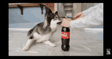 Dog With Bursting Coke Bottle GIF