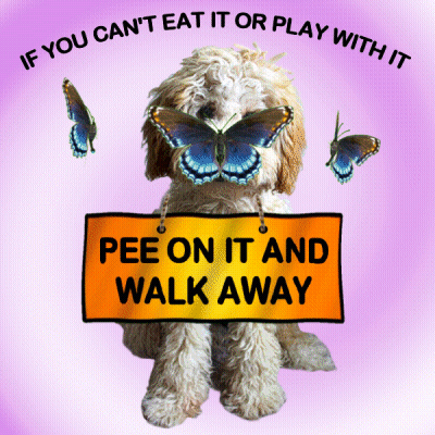 Dog With Butterfly And Sign Saying Pee On It GIF