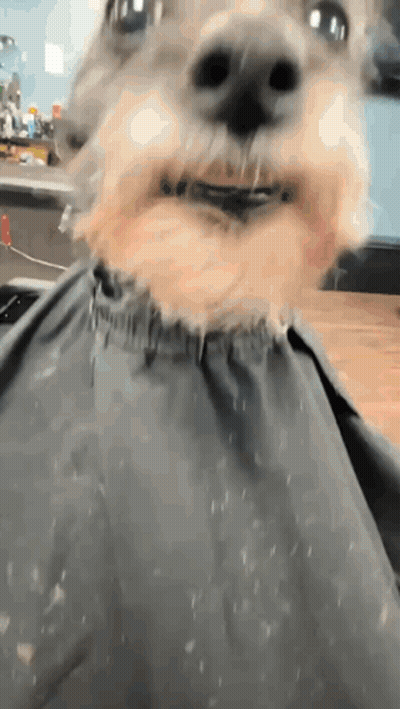 Dog With Cape Close Up GIF