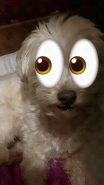 Dog With Cartoon Eyes Close Up GIF