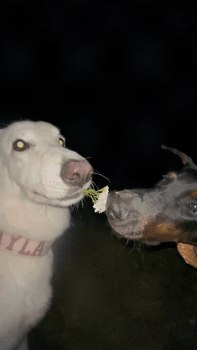 Dog With Collar Saying Ayla GIF