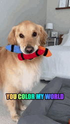 Dog With Coloring Toys GIF