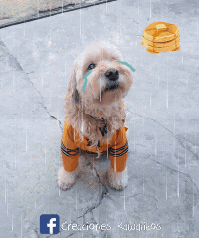 Dog With Cookie And Facebook Logo GIF