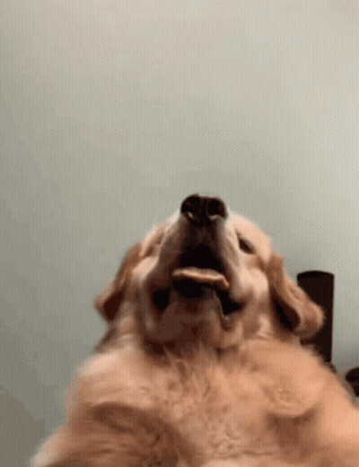 Dog With Cookie In Mouth GIF