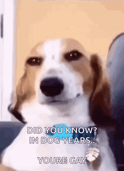 Dog With Did You Know In Dog Years Youre Gay GIF