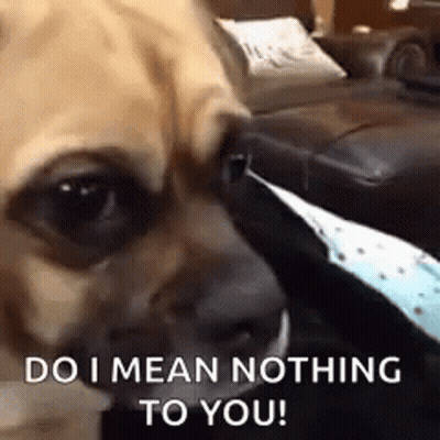 Dog With Do I Mean Nothing To You GIF