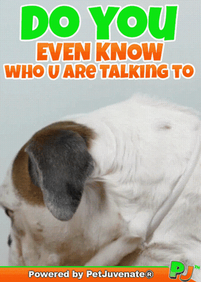 Dog With Do You Know Who You're Talking To GIF