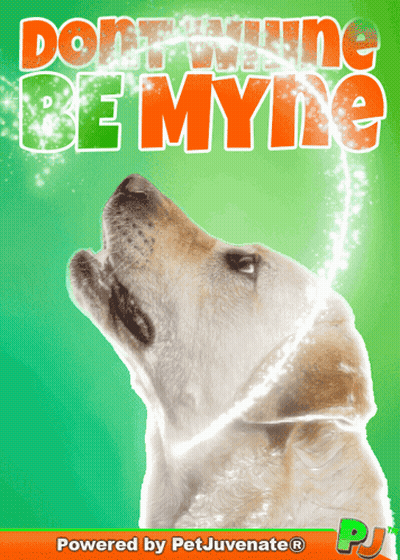 Dog With Don't Whine Be Myne GIF