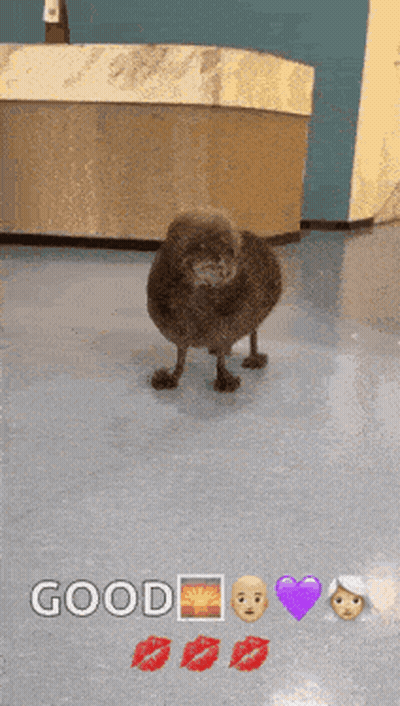 Dog With Emojis Saying Good GIF