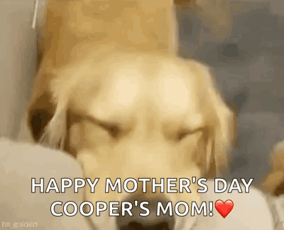 Dog With Eyes Closed Happy Mother's Day Cooper's Mom GIF