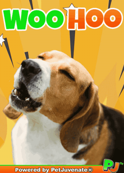 Dog With Eyes Closed Woo Hoo Poster GIF