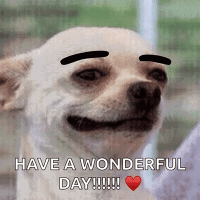 Dog With Fake Eyebrows Have A Wonderful Day GIF