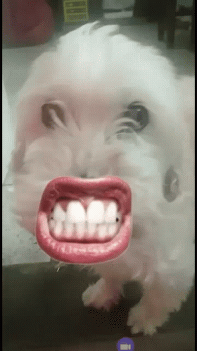 Dog With Fake Mouth And Teeth GIF