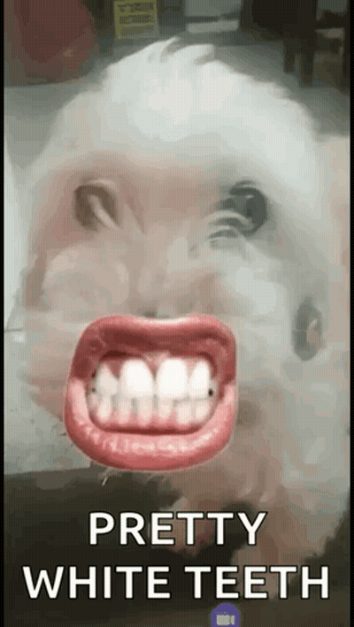 Dog With Fake Teeth Pretty White Teeth GIF