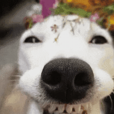 Dog With Flower On Head Smiling GIF