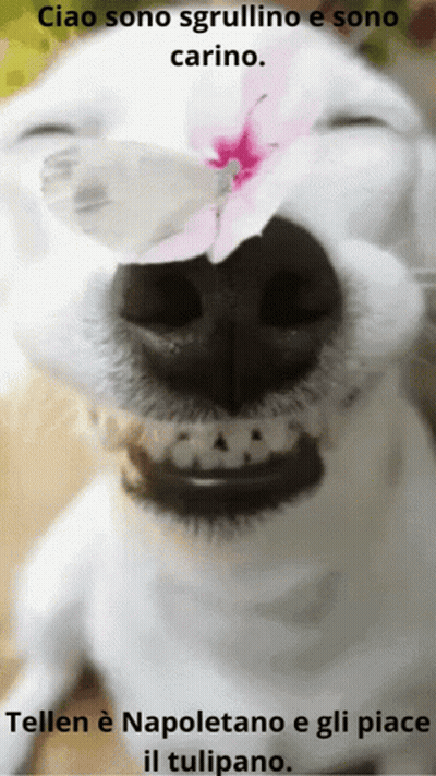 Dog With Flower On Nose Ciao Sono Sgrullino E Sono Carino GIF