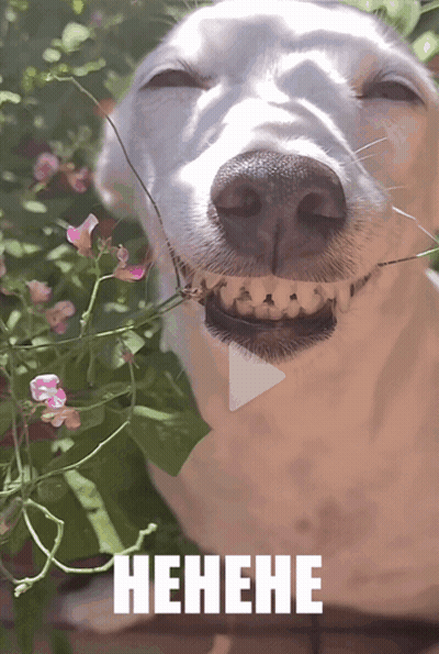 Dog With Flowers In Mouth Saying Hehene GIF