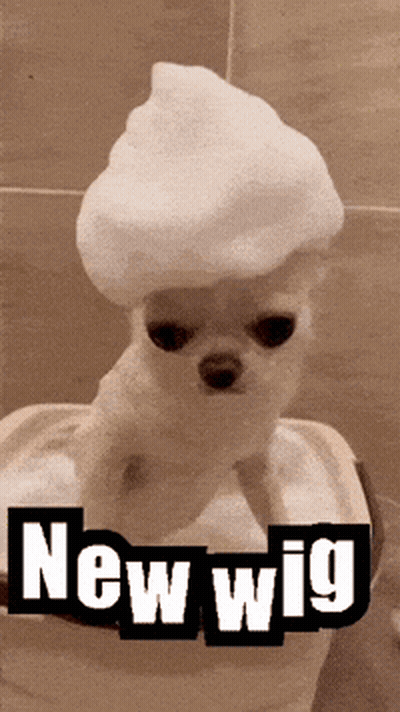 Dog With Foam On Head Saying New Wig GIF