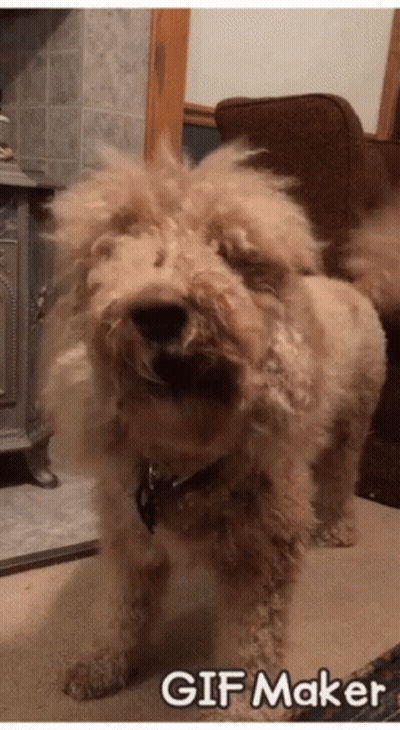 Dog With GIF Maker Watermark GIF