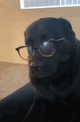Dog With Glasses Say What GIF