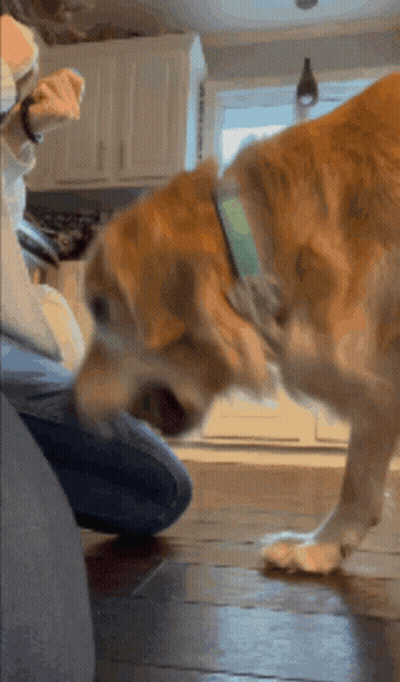 Dog With Green Collar Sniffing GIF