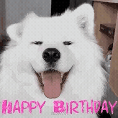 Dog With Happy Birthday Sign GIF