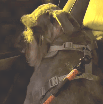 Dog With Harness And Leash And Letter O GIF