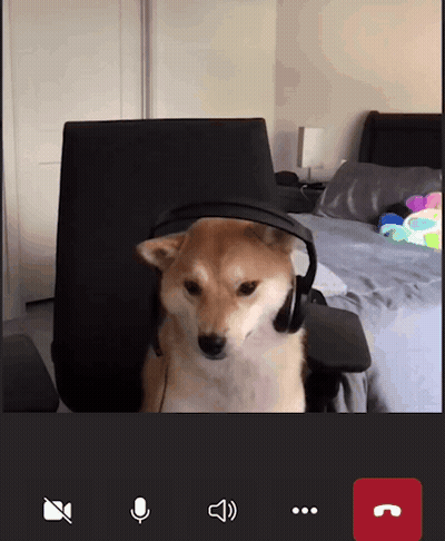 Dog With Headphones In Chair GIF