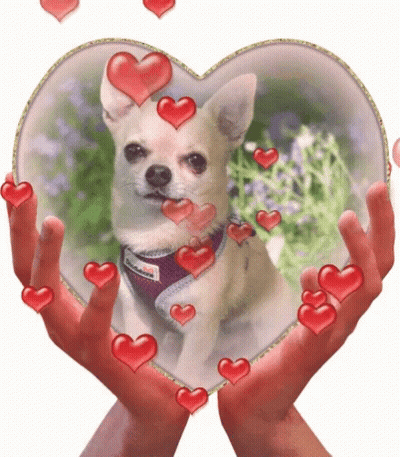 Dog With Hearts Around It GIF