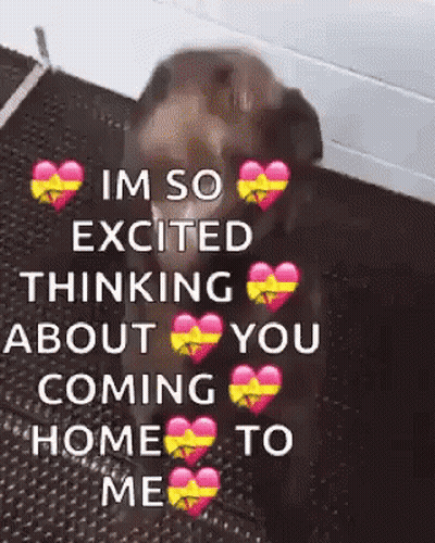 Dog With Hearts Im So Excited Coming Home GIF