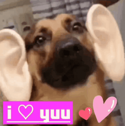 Dog With Huge Ears And Sign Saying I Heart You GIF