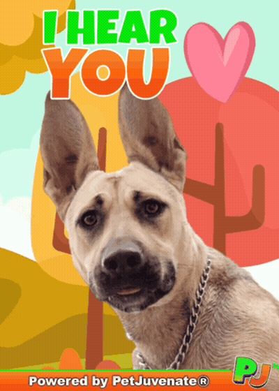 Dog With I Hear You GIF