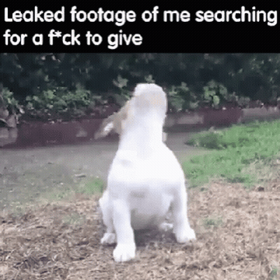 Dog With Leaked Footage Of Me Searching For A Fuck To Give Caption GIF
