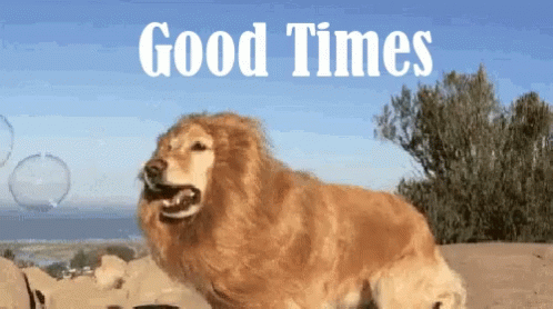 Dog With Lion Mane Saying Good Times GIF